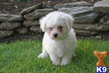 Bichon Frise Puppies for Sale